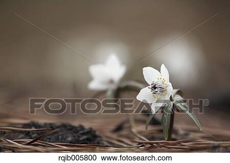 Stock Image - Shibateranthis pinnatifida. Fotosearch