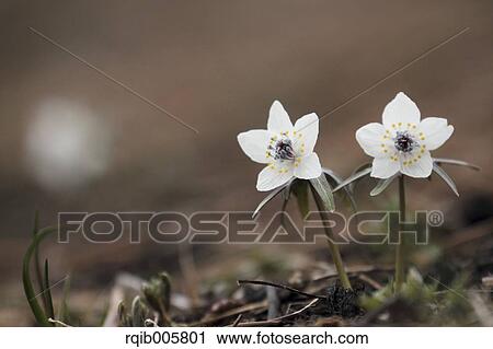 Stock Image - Shibateranthis pinnatifida. Fotosearch