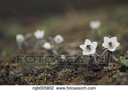 Shibateranthis pinnatifida View Large Photo Image Stock Image - Shibateranthis pinnatifida. Fotosearch