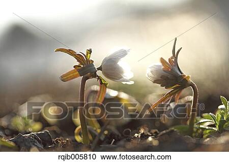 Stock Image - Shibateranthis pinnatifida. Fotosearch