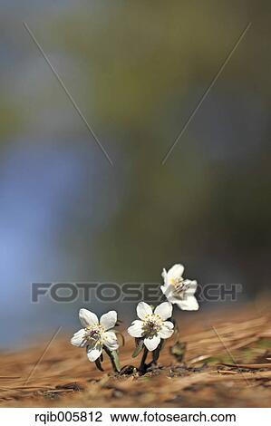Shibateranthis pinnatifida View Large Photo Image Stock Image - Shibateranthis pinnatifida. Fotosearch