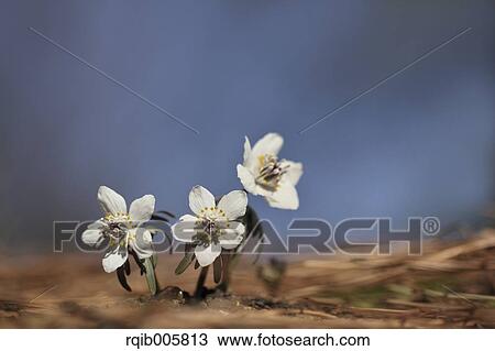 Shibateranthis pinnatifida View Large Photo Image Stock Image - Shibateranthis pinnatifida. Fotosearch