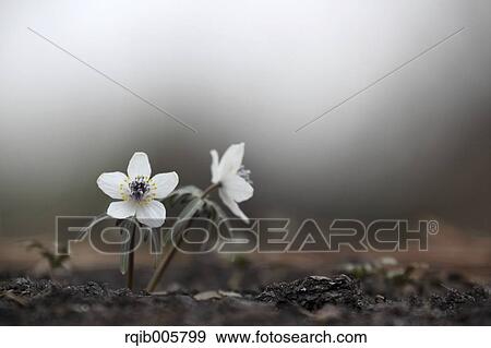 Shibateranthis pinnatifida View Large Photo Image Stock Photo - Shibateranthis pinnatifida. Fotosearch