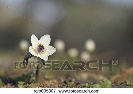 Stock Photo - Shibateranthis pinnatifida. Fotosearch