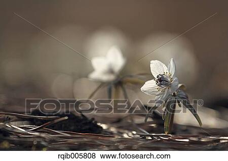 Stock Photo - Shibateranthis pinnatifida. Fotosearch