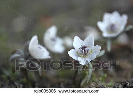 Stock Photograph - Shibateranthis pinnatifida. Fotosearch