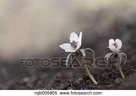 Shibateranthis pinnatifida View Large Photo Image Stock Photography - Shibateranthis pinnatifida. Fotosearch
