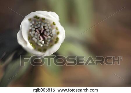 Stock Photography - Shibateranthis pinnatifida. Fotosearch