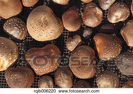Shiitake Mushrooms View Large Photo Image Stock Image - Shiitake Mushrooms. Fotosearch