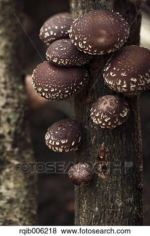 Shiitake Mushrooms View Large Photo Image Stock Photo - Shiitake Mushrooms. Fotosearch