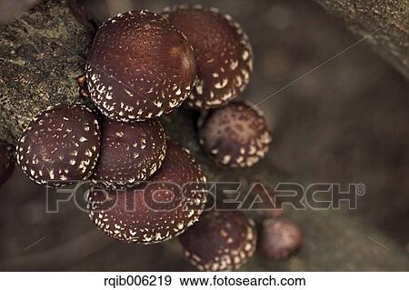Shiitake Mushrooms View Large Photo Image Stock Photo - Shiitake Mushrooms. Fotosearch