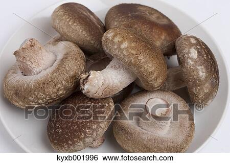 Shiitake mushrooms View Large Photo Image Stock Photograph - Shiitake mushrooms. Fotosearch