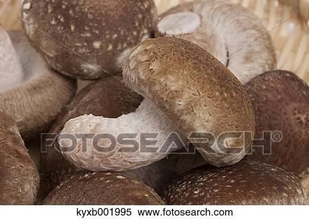 Stock Photography - Shiitake mushrooms. Fotosearch