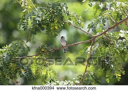 Picture - Silver-Breasted Broadbill. Fotosearch