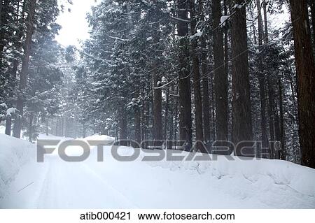 Snowy forest View Large Photo Image Stock Image - Snowy forest. Fotosearch