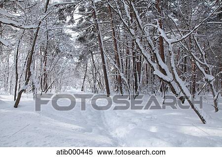 Stock Photography - Snowy forest. Fotosearch