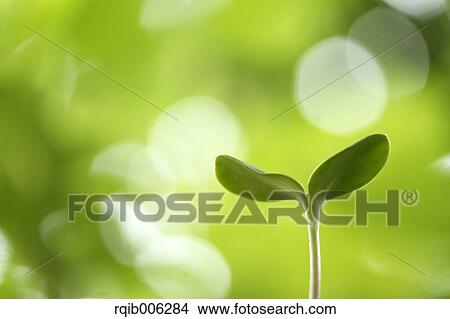 Picture - Sprouting leaf. Fotosearch