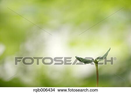 Sprouting leaf View Large Photo Image Picture - Sprouting leaf. Fotosearch