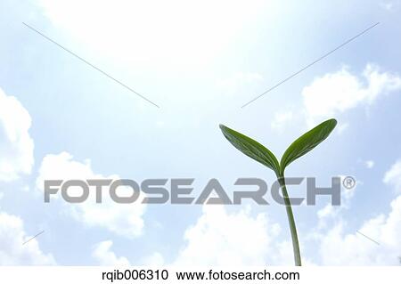 Sprouting leaf View Large Photo Image Stock Image - Sprouting leaf. Fotosearch