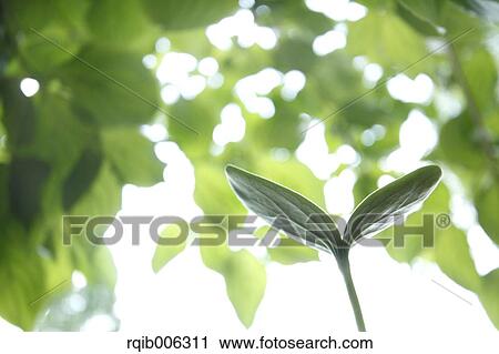 Sprouting leaf View Large Photo Image Stock Image - Sprouting leaf. Fotosearch