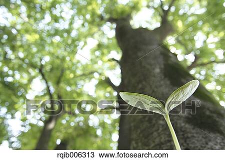 Sprouting leaf View Large Photo Image Stock Image - Sprouting leaf. Fotosearch