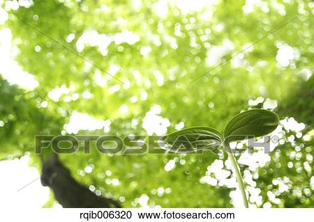 Stock Image - Sprouting leaf. Fotosearch