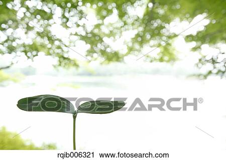 Sprouting leaf View Large Photo Image Stock Image - Sprouting leaf. Fotosearch
