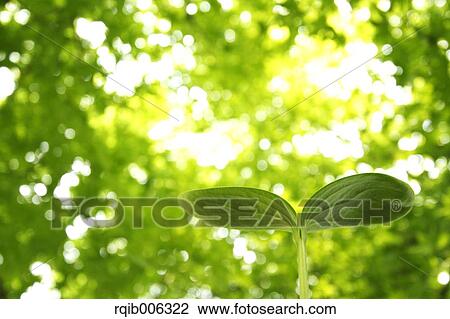 Stock Image - Sprouting leaf. Fotosearch