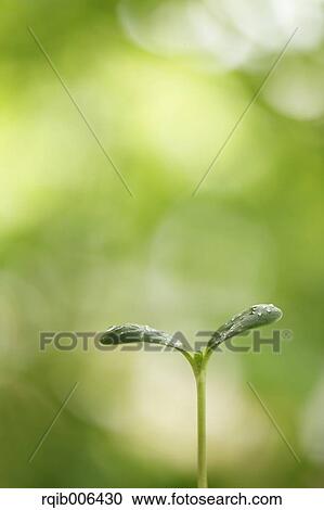Sprouting leaf View Large Photo Image Stock Image - Sprouting leaf. Fotosearch