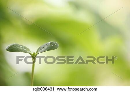 Stock Image - Sprouting leaf. Fotosearch