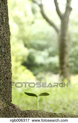 Stock Photo - Sprouting leaf. Fotosearch