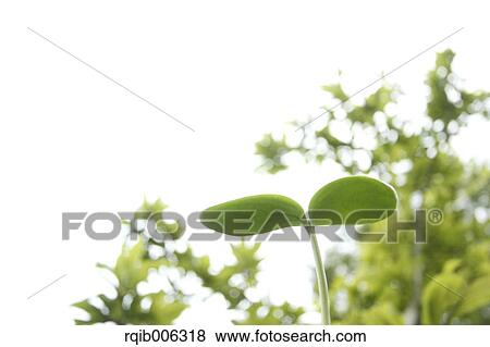 Stock Photo - Sprouting leaf. Fotosearch