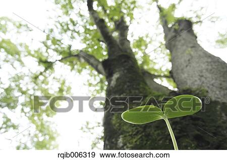 Sprouting leaf View Large Photo Image Stock Photo - Sprouting leaf. Fotosearch