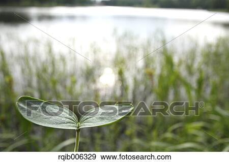 Sprouting leaf View Large Photo Image Stock Photo - Sprouting leaf. Fotosearch