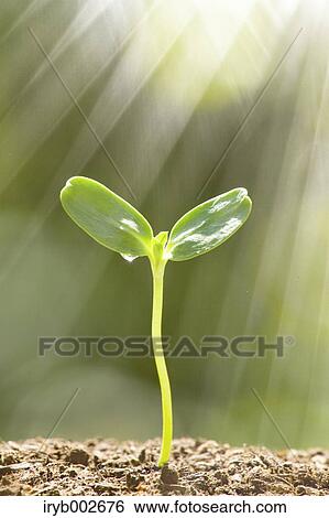 Stock Photograph - Sprouting leaf. Fotosearch