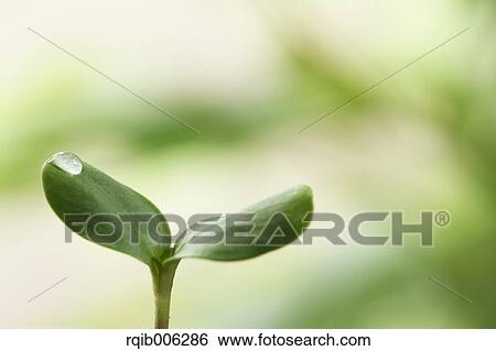 Sprouting leaf View Large Photo Image Stock Photograph - Sprouting leaf. Fotosearch