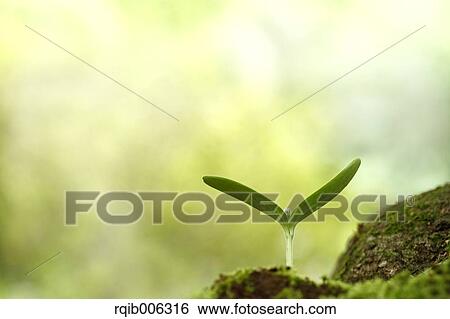 Sprouting leaf View Large Photo Image Stock Photograph - Sprouting leaf. Fotosearch