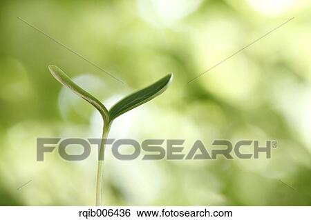 Stock Photograph - Sprouting leaf. Fotosearch