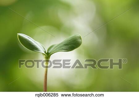Stock Photography - Sprouting leaf. Fotosearch