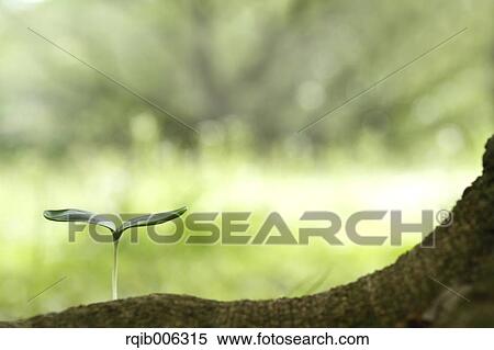 Stock Photography - Sprouting leaf. Fotosearch