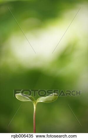 Sprouting leaf View Large Photo Image Stock Photography - Sprouting leaf. Fotosearch