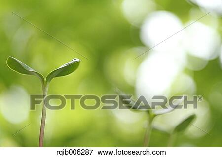 Stock Photo - Sprouting leaves. Fotosearch