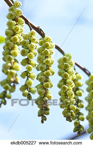 Stachyurus Praecox View Large Photo Image Stock Photo - Stachyurus Praecox. Fotosearch