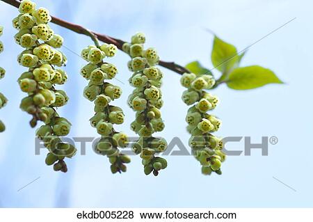 Stock Photo - Stachyurus Praecox. Fotosearch