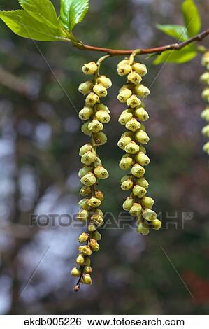 Stock Photograph - Stachyurus Praecox. Fotosearch