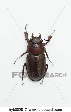 Stock Photo - Stag. Fotosearch