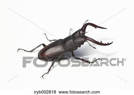 Stag View Large Photo Image Stock Photo - Stag. Fotosearch