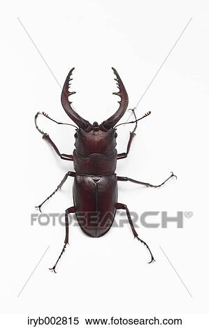 Stag View Large Photo Image Stock Photography - Stag. Fotosearch