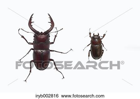 Stags View Large Photo Image Stock Photograph - Stags. Fotosearch