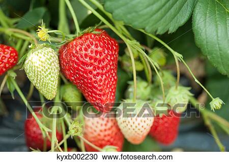 Strawberries View Large Photo Image Stock Image - Strawberries. Fotosearch
